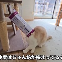 今度はじゅん坊が