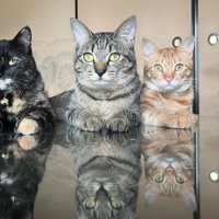 机でくつろぐ3匹の猫