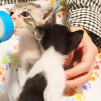 哺乳瓶でミルクを飲ませてもらう子猫