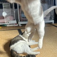 カメラに飛びついてきている猫の胴体