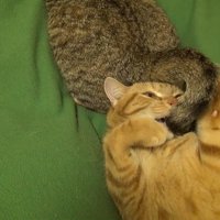 尻尾の先をパクリ