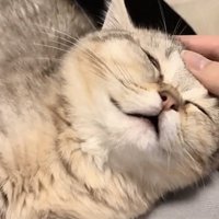 撫でられている猫の写真3