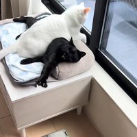 右前足を伸ばしている黒猫の上に乗って外を見る白猫