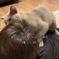 人にすり寄っている猫
