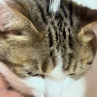 頭頂部に複数の髭を刺されている猫