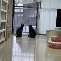 窓から外を眺める2匹の猫