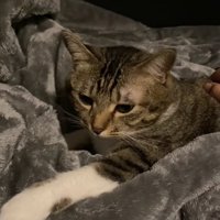 左前足だけを伸ばしている猫（字幕あり）