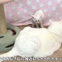 成猫に警戒して毛を逆立てる子猫