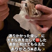 シリンジでミルクを飲む子猫
