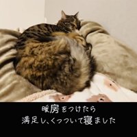 ベッドの上で寝る2匹のキジトラ猫