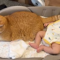 上から