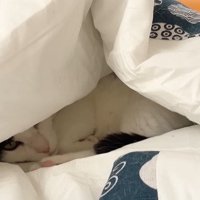 布団にもぐる猫