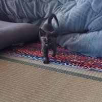 飼い主のほうに歩いてくる子猫