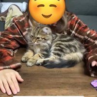 両手を開いている飼い主の正面にいる猫