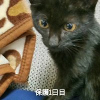 お座りする子猫