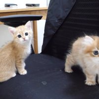 オフィスチェアの上でこちらを見つめる2匹