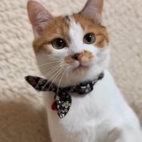 カメラ目線の猫