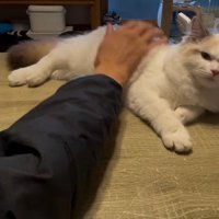 猫の体をさわろうとする飼い主