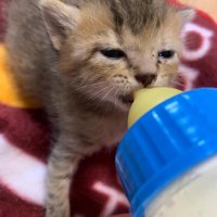 ミルクを飲む子猫