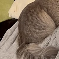 香箱座りで睨むような黒白猫