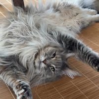 仰向けで寝ている猫