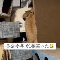 諦めた猫