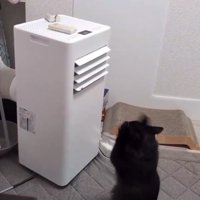 前足を高く上げる猫