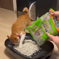 猫砂を入れているところを掘る猫