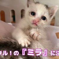 キャリーの中にいる子猫