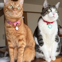 茶トラとトラ白が並んでいる