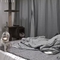 飼い主がくつろぐベッドの上を駆ける猫