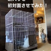 ケージに入っている猫とケージに入っている猫を見ている猫