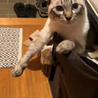カメラ目線の猫