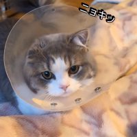 エリカラを着けた猫の片耳だけが立っている（ニョキッ）