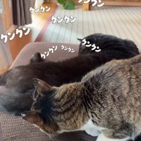 黒猫のにおいを嗅ぐキジ白猫
