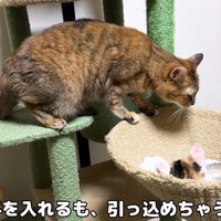 キャットタワーにいる成猫と子猫
