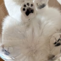 透明ボウルから覗く猫の肉球の様子