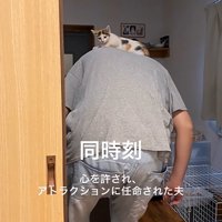 男性の肩に乗る子猫