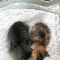 上から