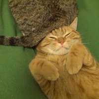 頭の上に尻尾