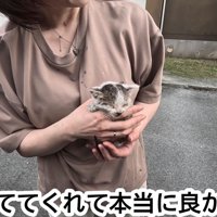 抱っこされる保護された子猫