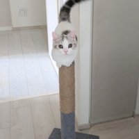 爪とぎポールのてっぺんに乗る子猫の姿