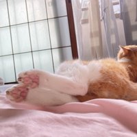 ベランダを見つめるおかかちゃん