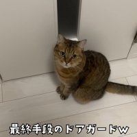ドアの前に座り込んで飼い主を見上げる猫