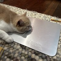 うつ伏せの猫