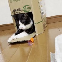 段ボール箱に入り顔を見せているハチワレ猫