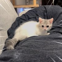 布団の上でくつろぐ子猫