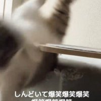 落ちた猫