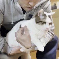 膝の上でくつろぐ猫の写真4