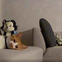 寝そべっている猫